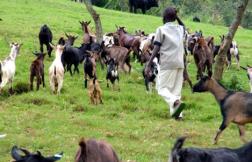 Goat herding